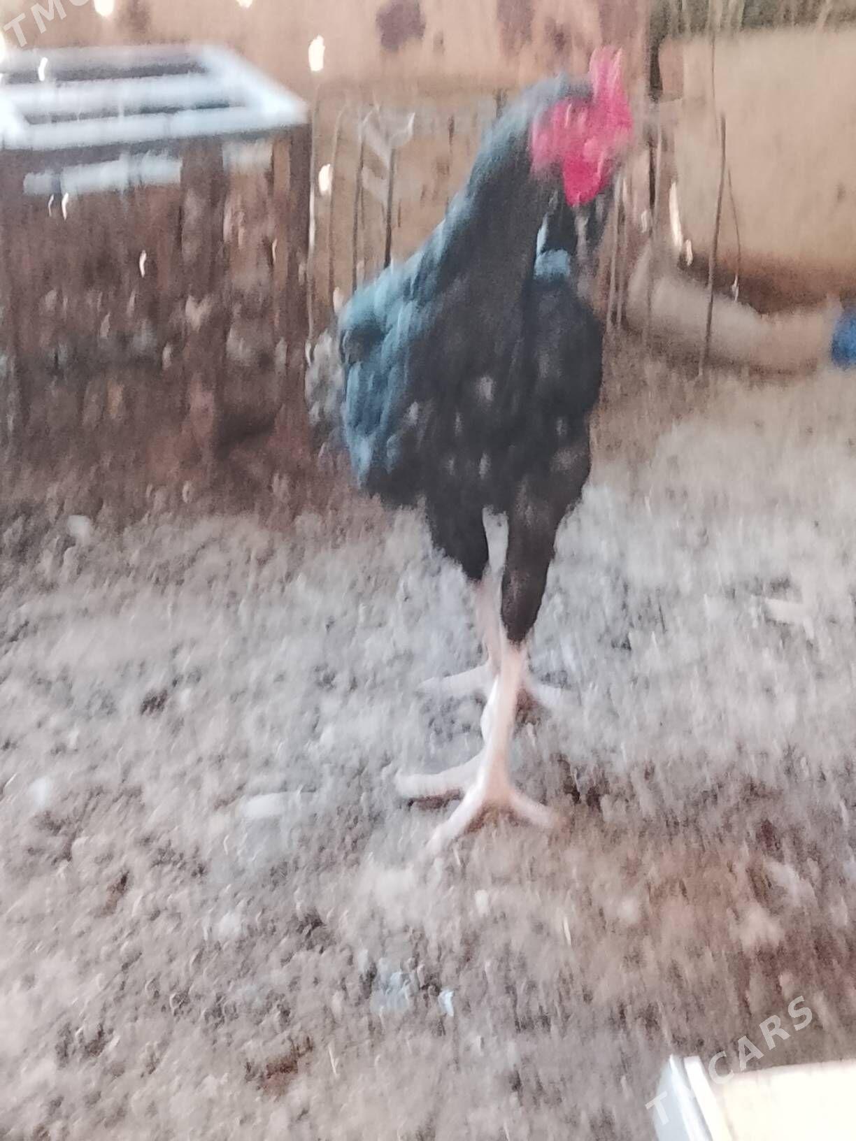 tasget baýsul satlyk - Çärjew - img 5