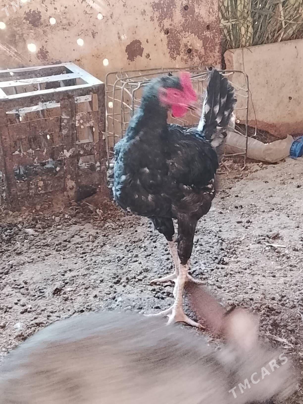 tasget baýsul satlyk - Çärjew - img 6