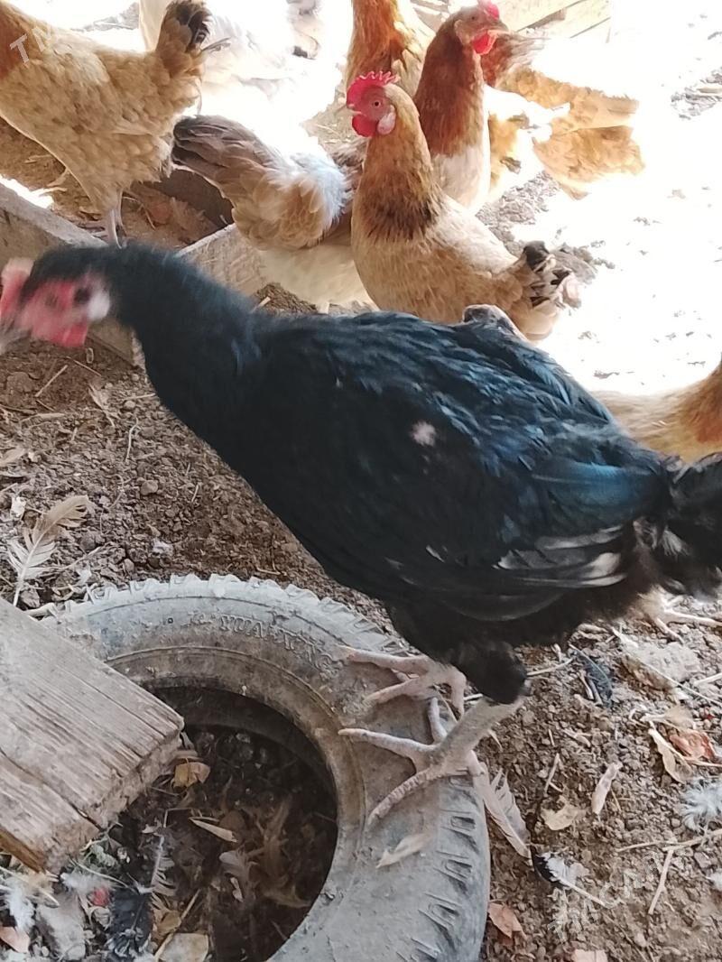 tasget baýsul satlyk - Çärjew - img 4