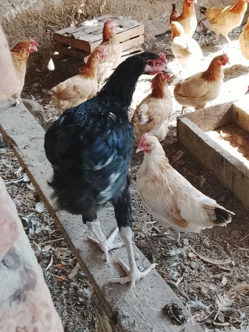 tasget baýsul satlyk - Çärjew - img 3