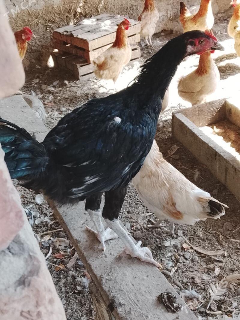 tasget baýsul satlyk - Çärjew - img 1