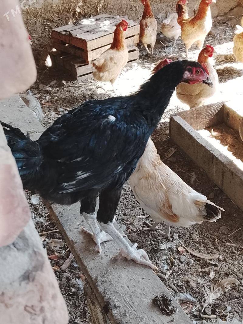 tasget baýsul satlyk - Çärjew - img 2