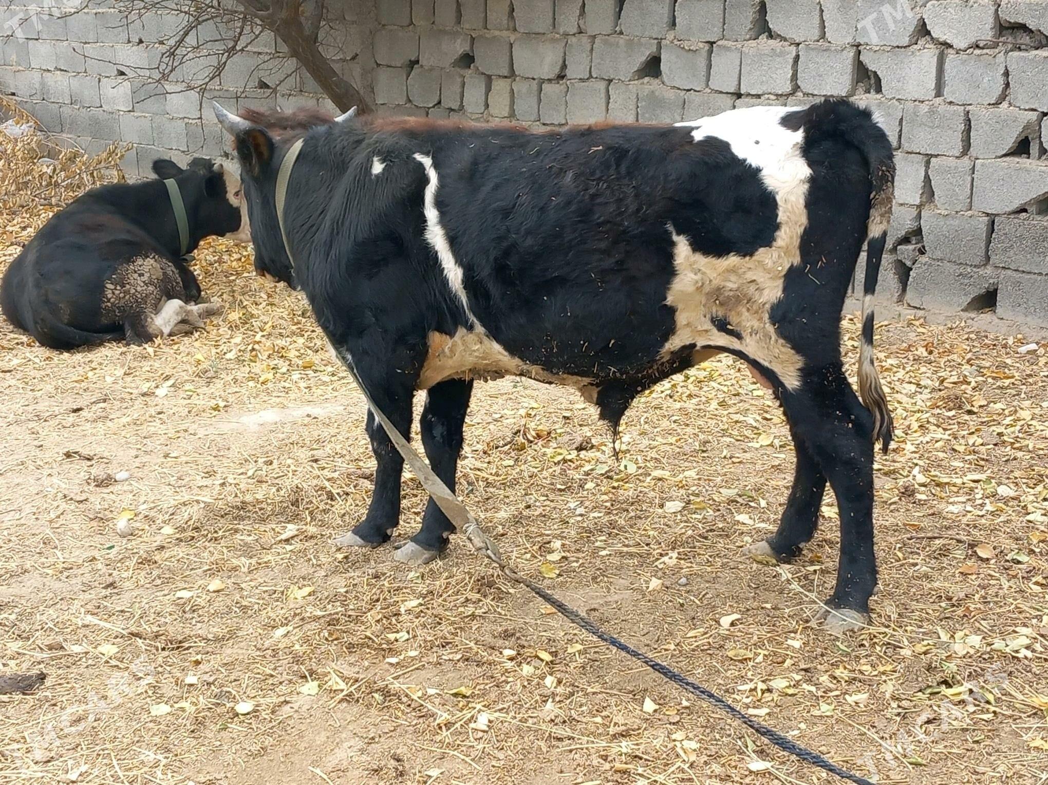 Simental Okuz 2sany - Büzmeýin - img 6