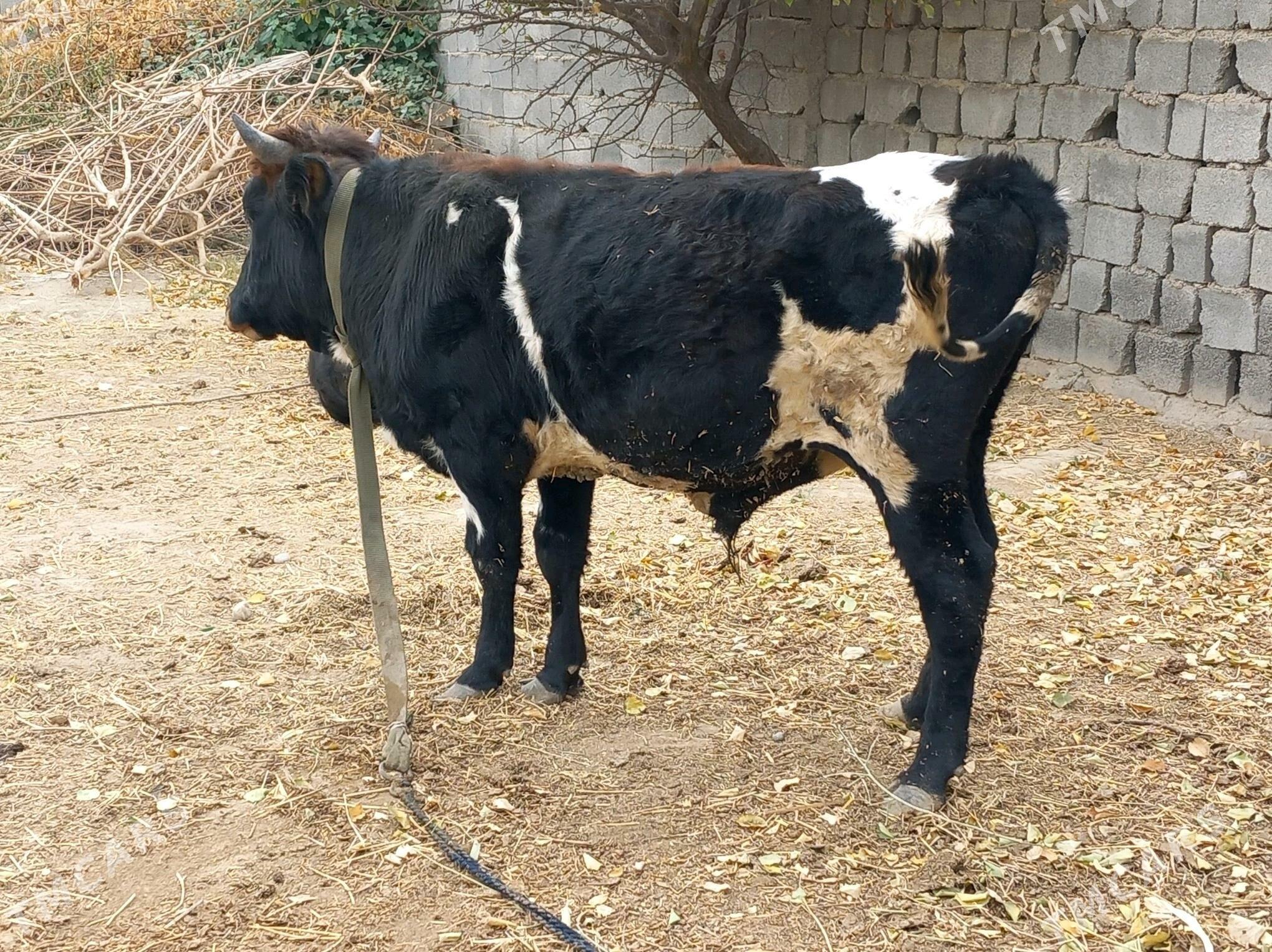 Simental Okuz 2sany - Büzmeýin - img 5