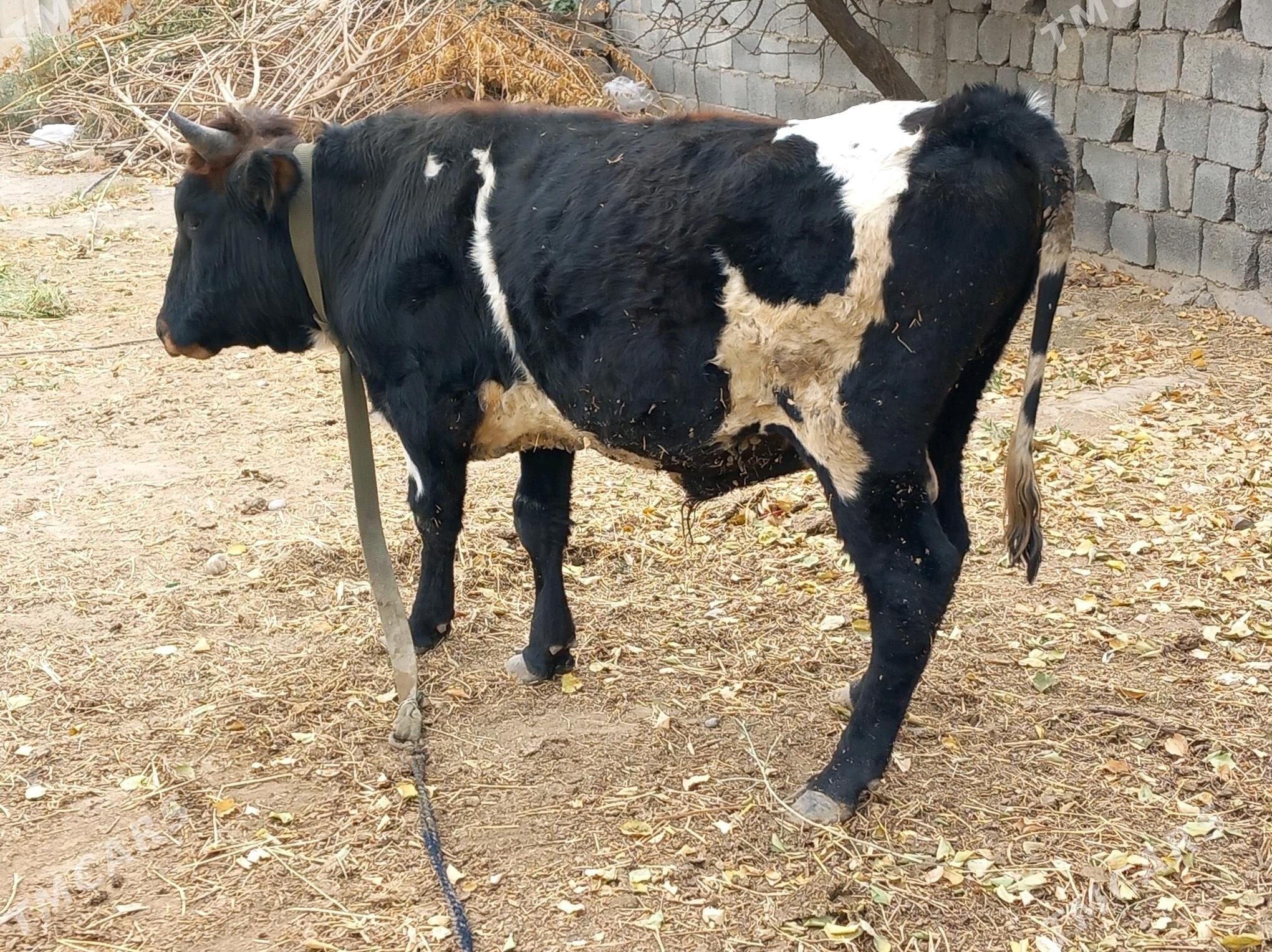 Simental Okuz 2sany - Büzmeýin - img 4