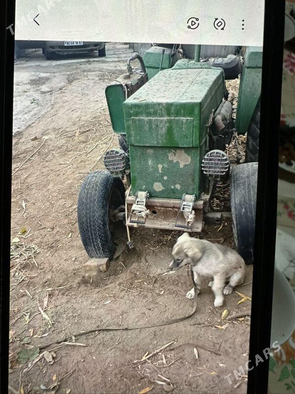 MTZ T-28 2000 - 20 000 TMT - Гурбансолтан Едже - img 3