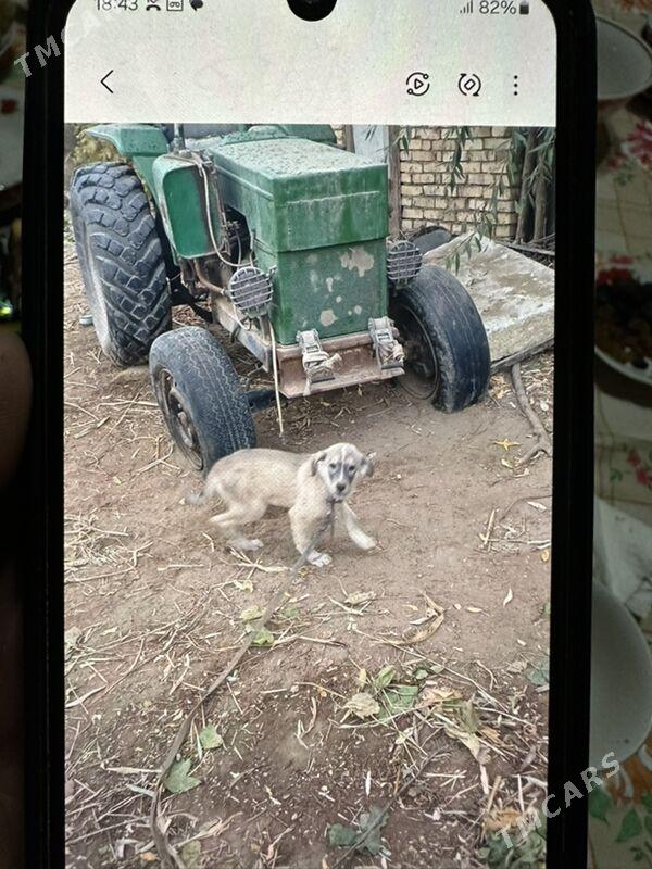 MTZ T-28 2000 - 20 000 TMT - Гурбансолтан Едже - img 4