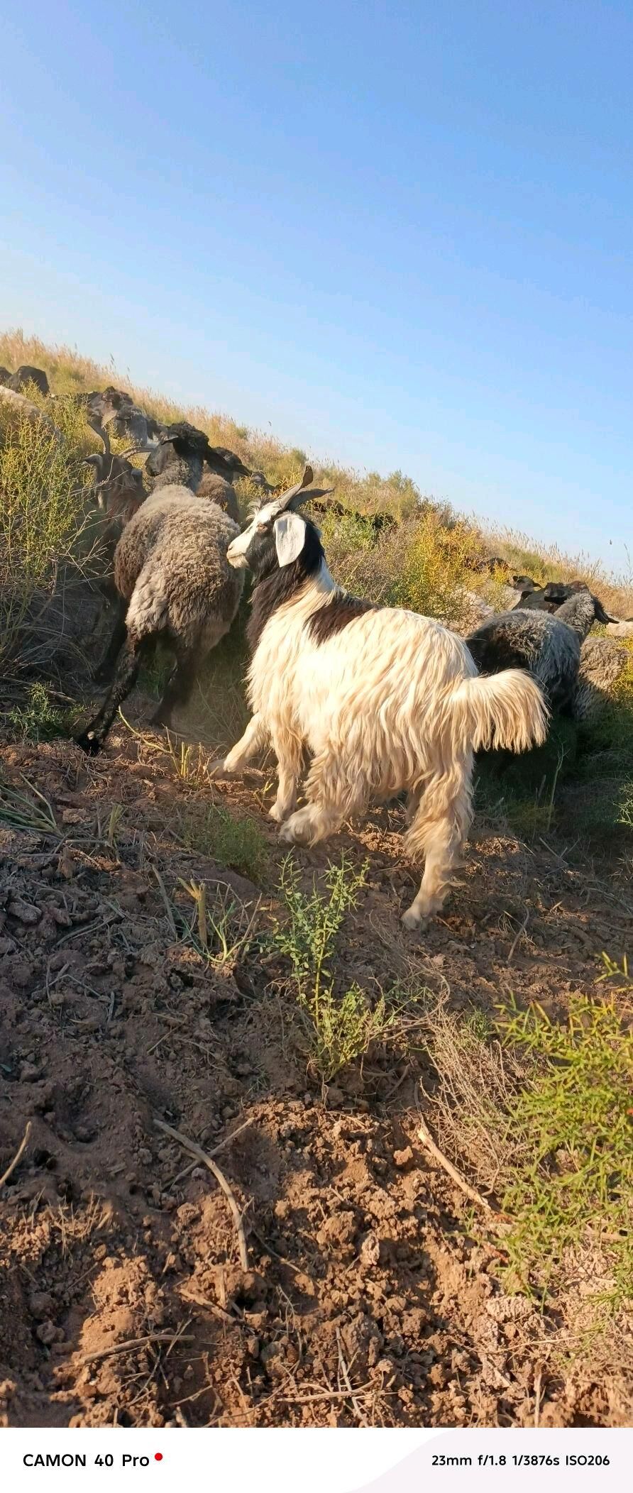 Cebiş - Babadaýhan - img 1