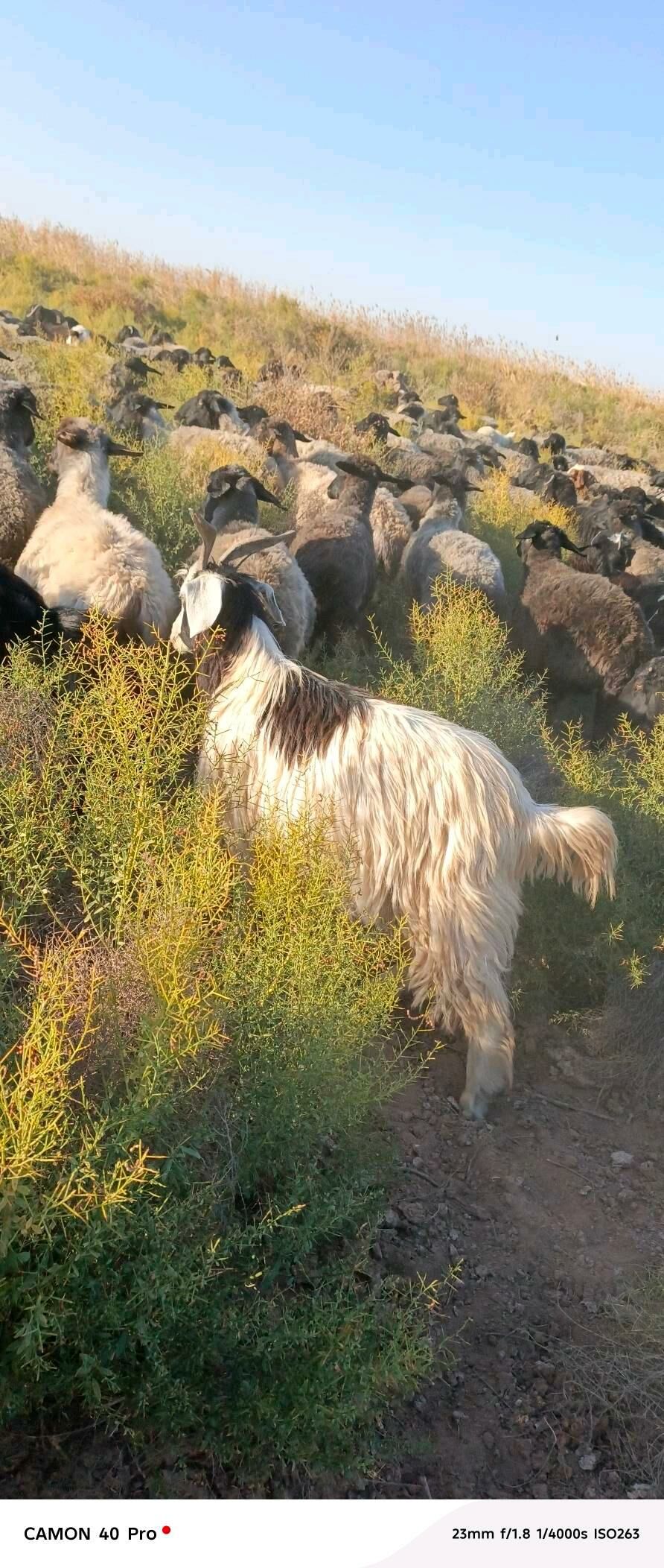 Cebiş - Babadaýhan - img 2