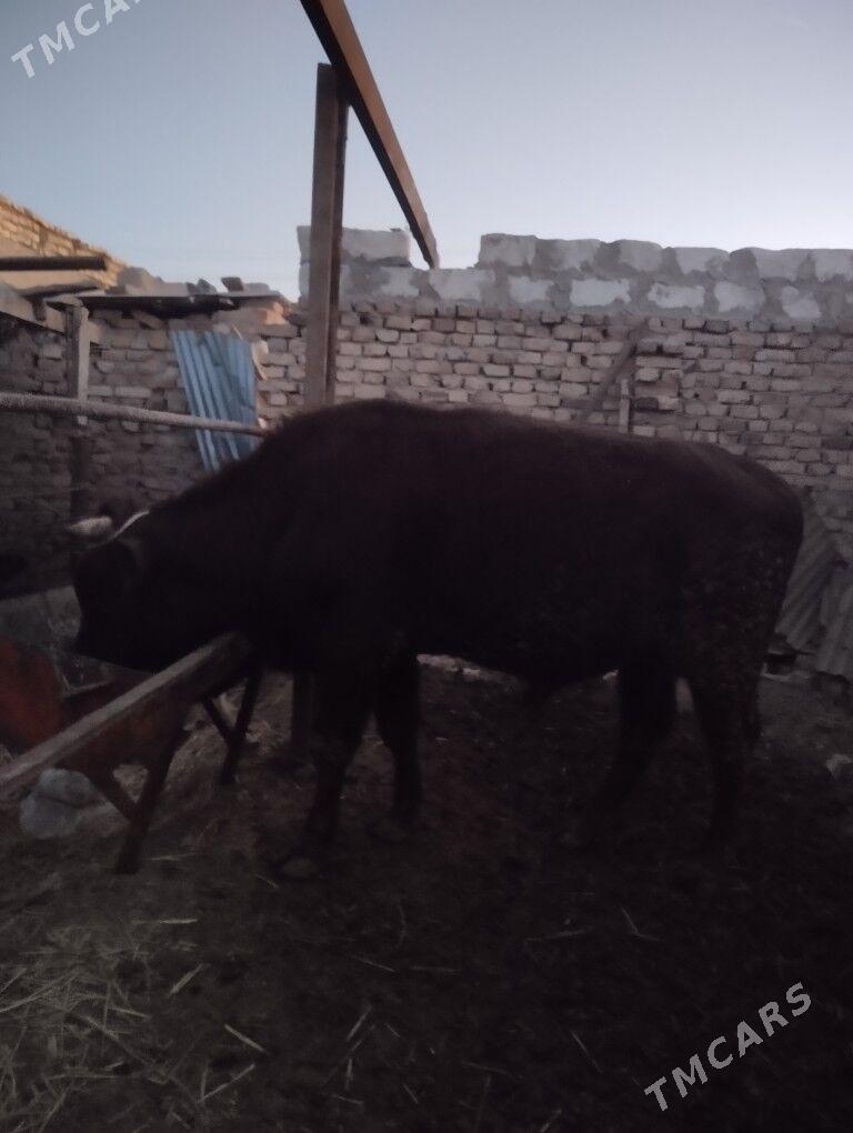 Okuz - Туркменабат - img 2