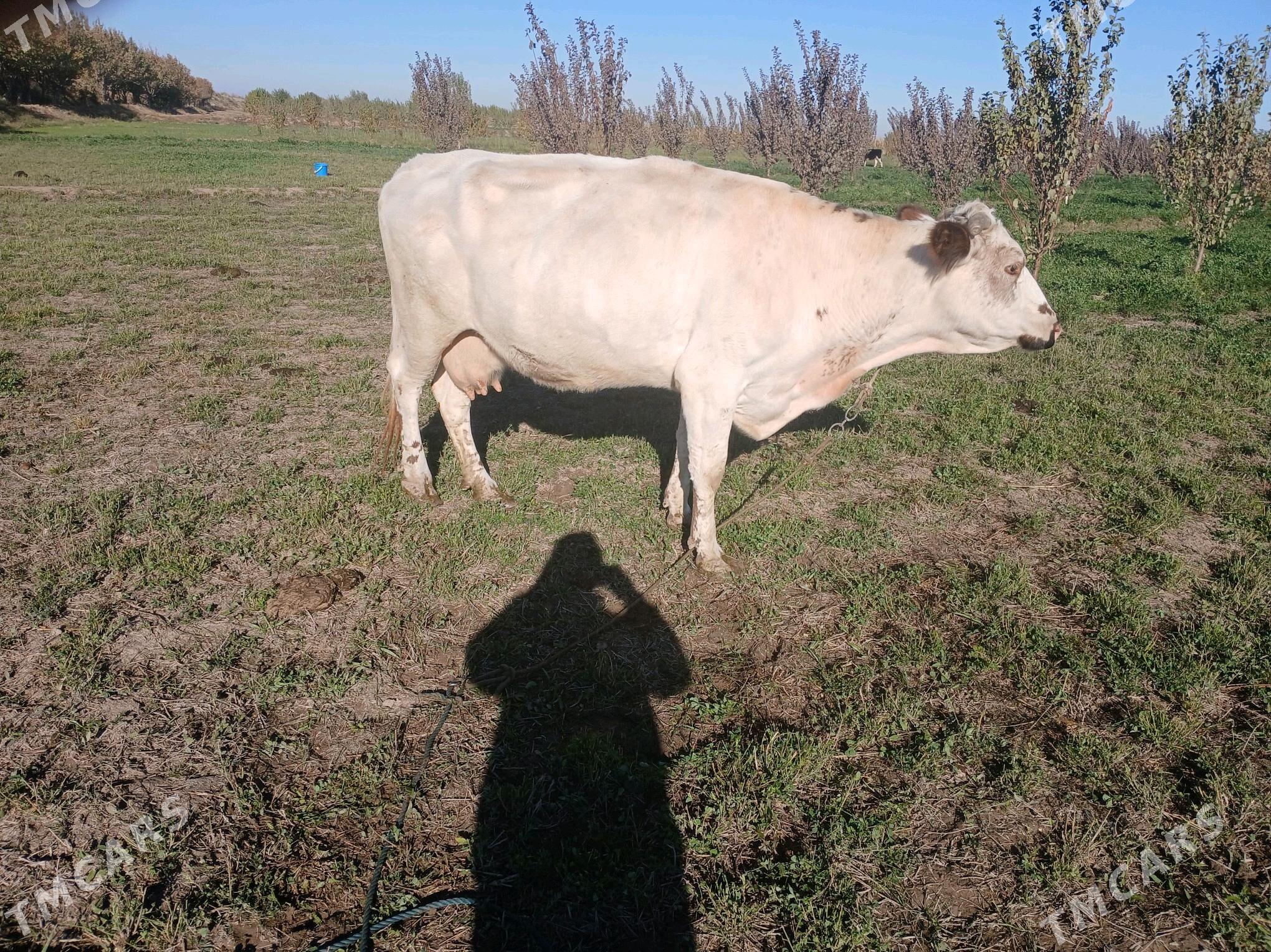 sarolle yetik bogaz - Фарап - img 2