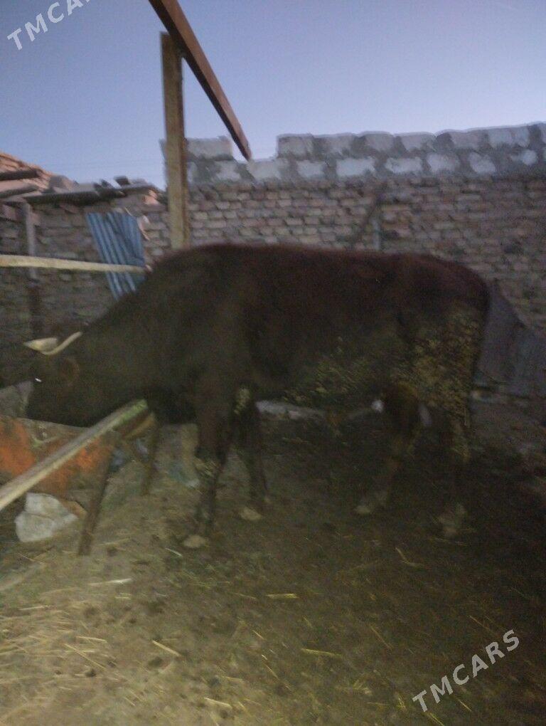 Okuz - Туркменабат - img 1