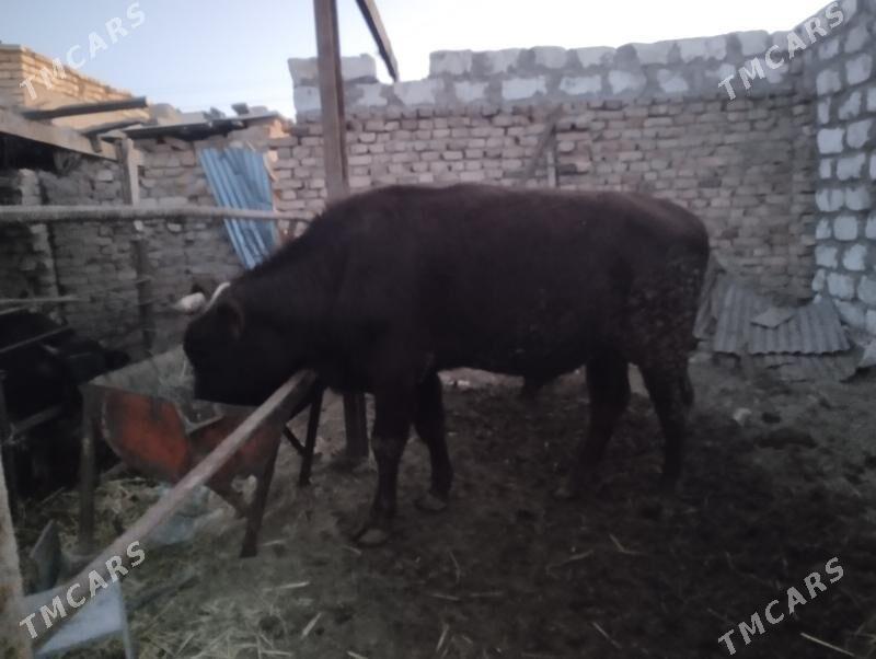 Okuz - Туркменабат - img 3