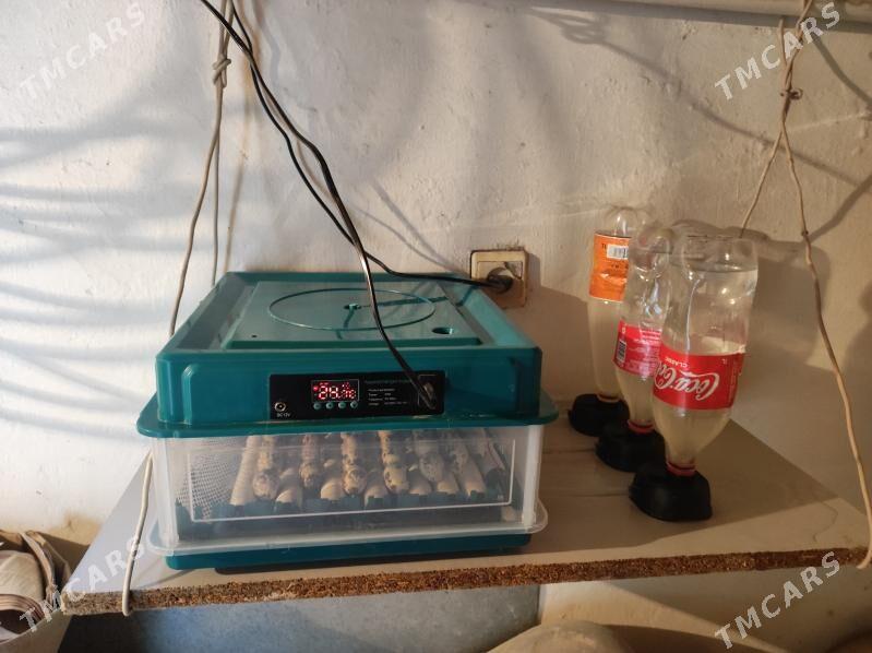 INKUBATR - Мары - img 2