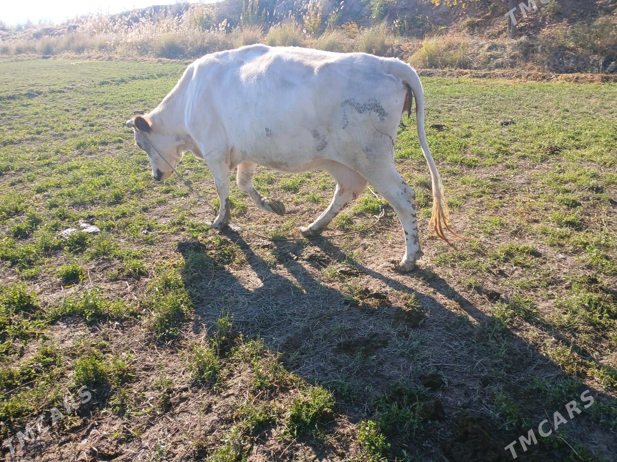 sarolle yetik bogaz - Фарап - img 3