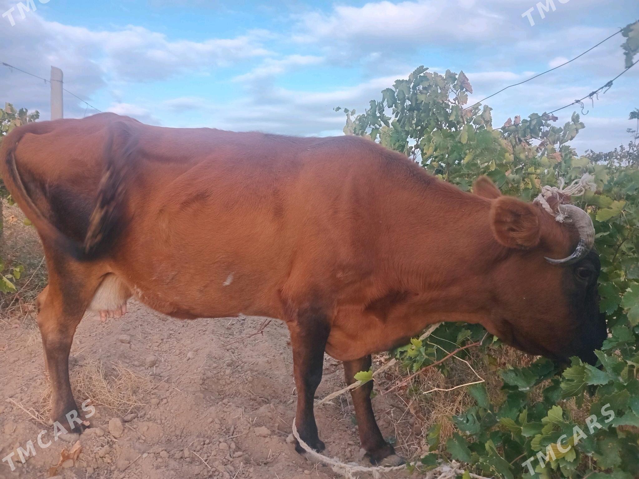 SYGYR - Ýaşlyk - img 1