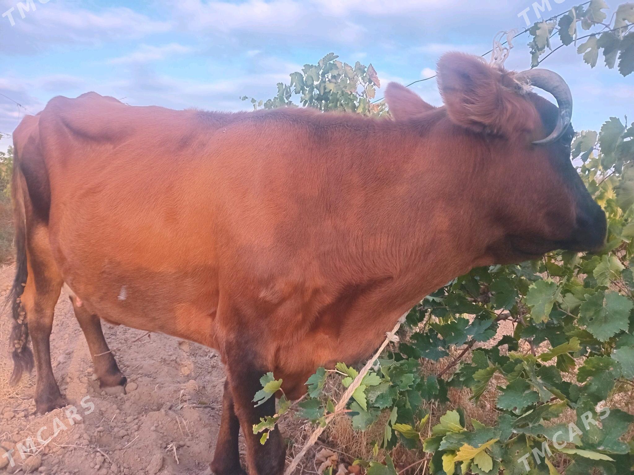 SYGYR - Ýaşlyk - img 2