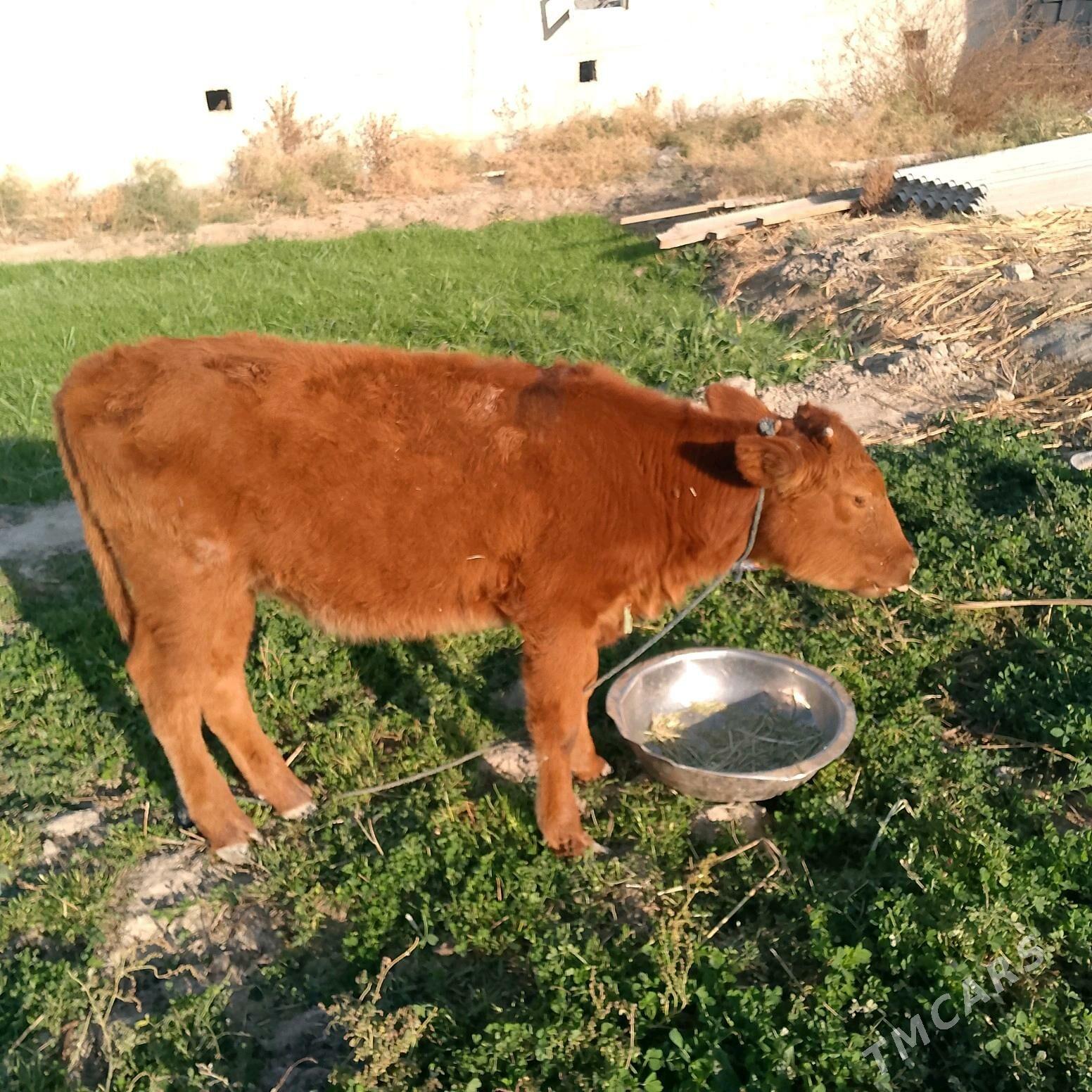 gole10aylyk - Ak bugdaý etraby - img 1