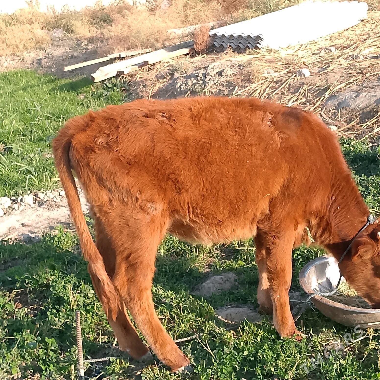 gole10aylyk - Ak bugdaý etraby - img 2