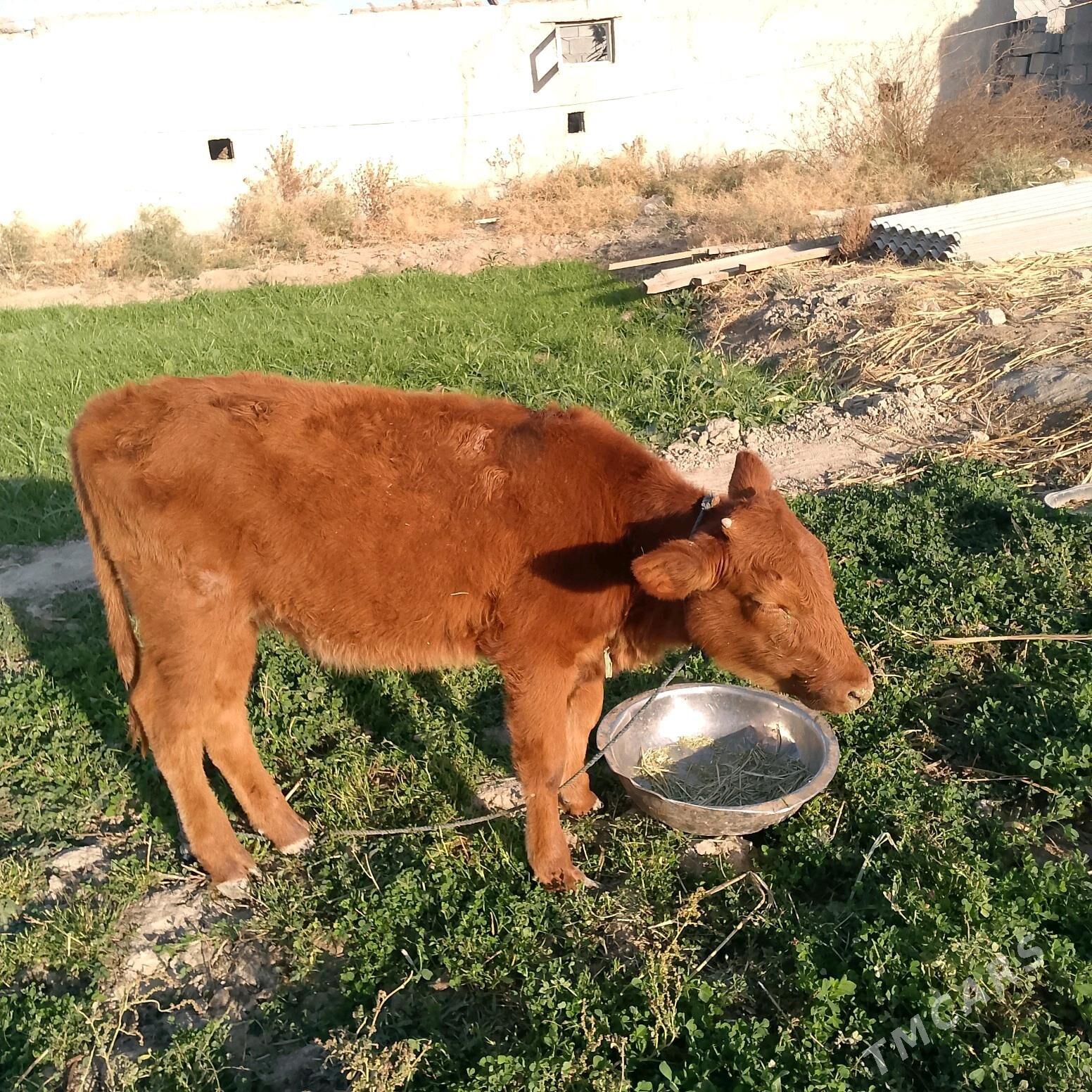 gole10aylyk - Ak bugdaý etraby - img 3