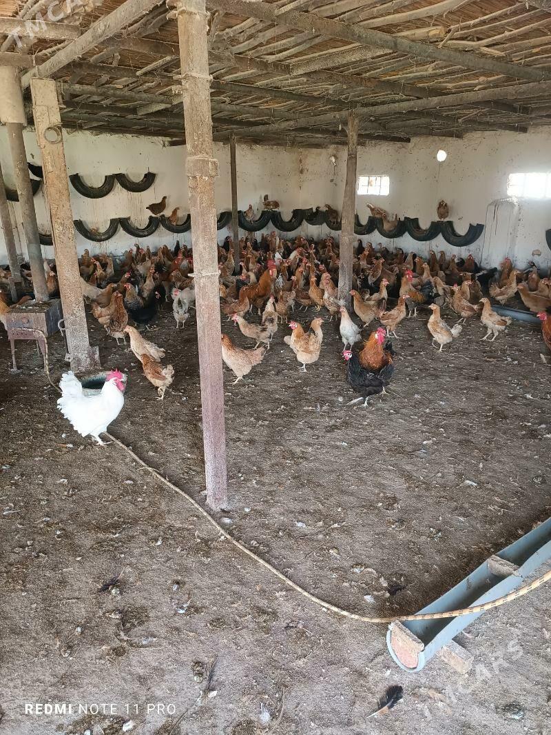 towuktowuk - Tejen - img 4