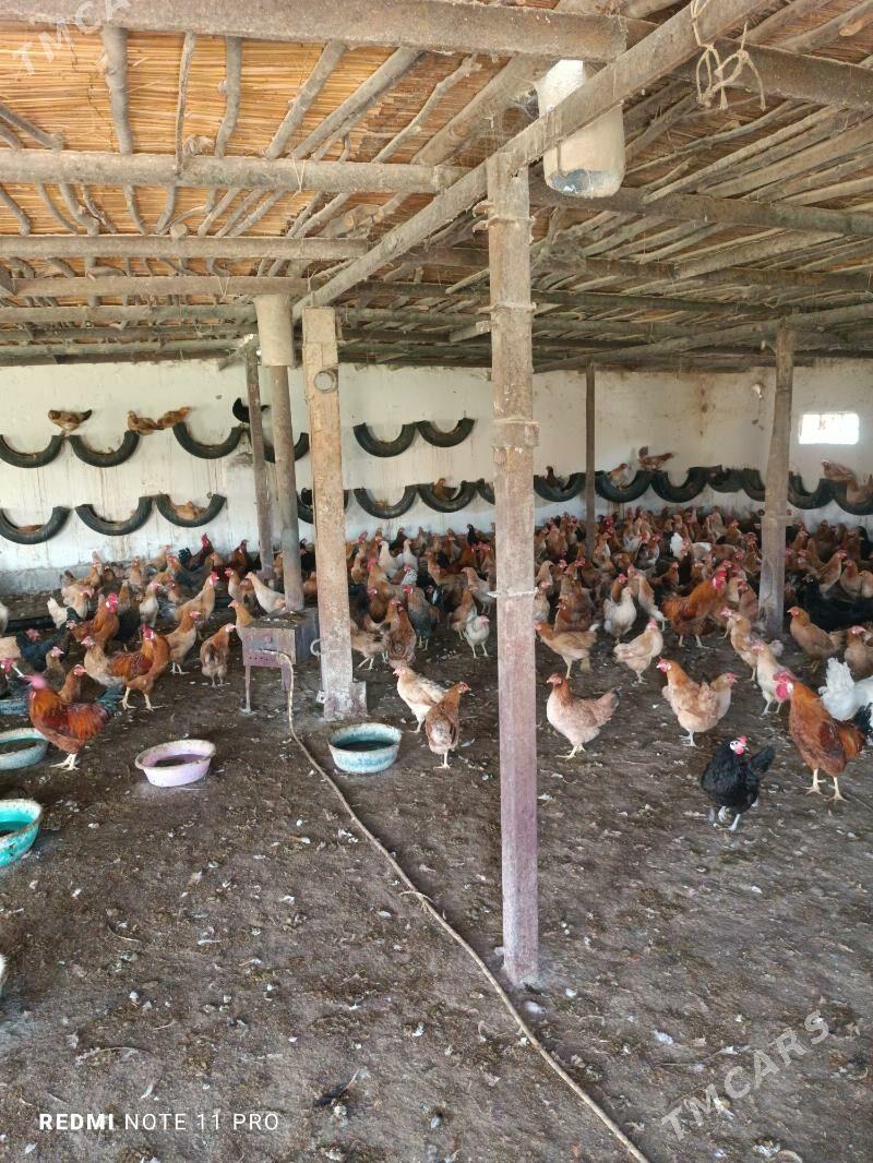 towuktowuk - Tejen - img 3