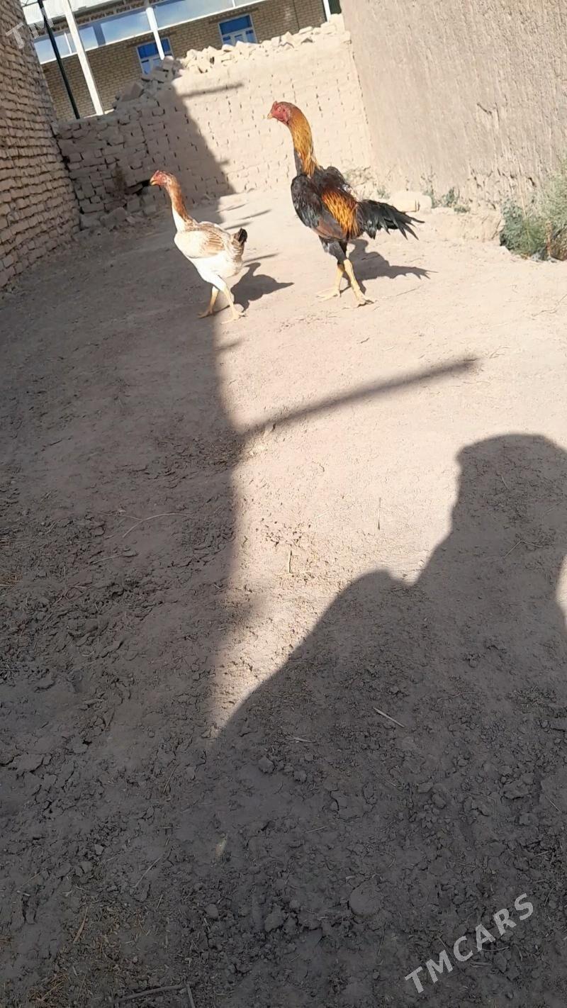 Diktäc hotz - Халач - img 2