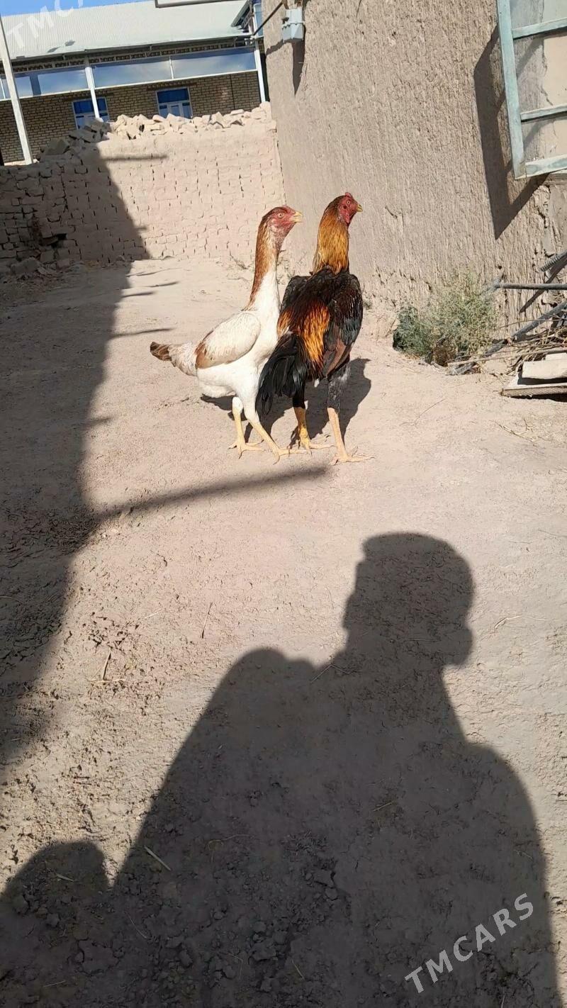 Diktäc hotz - Халач - img 6