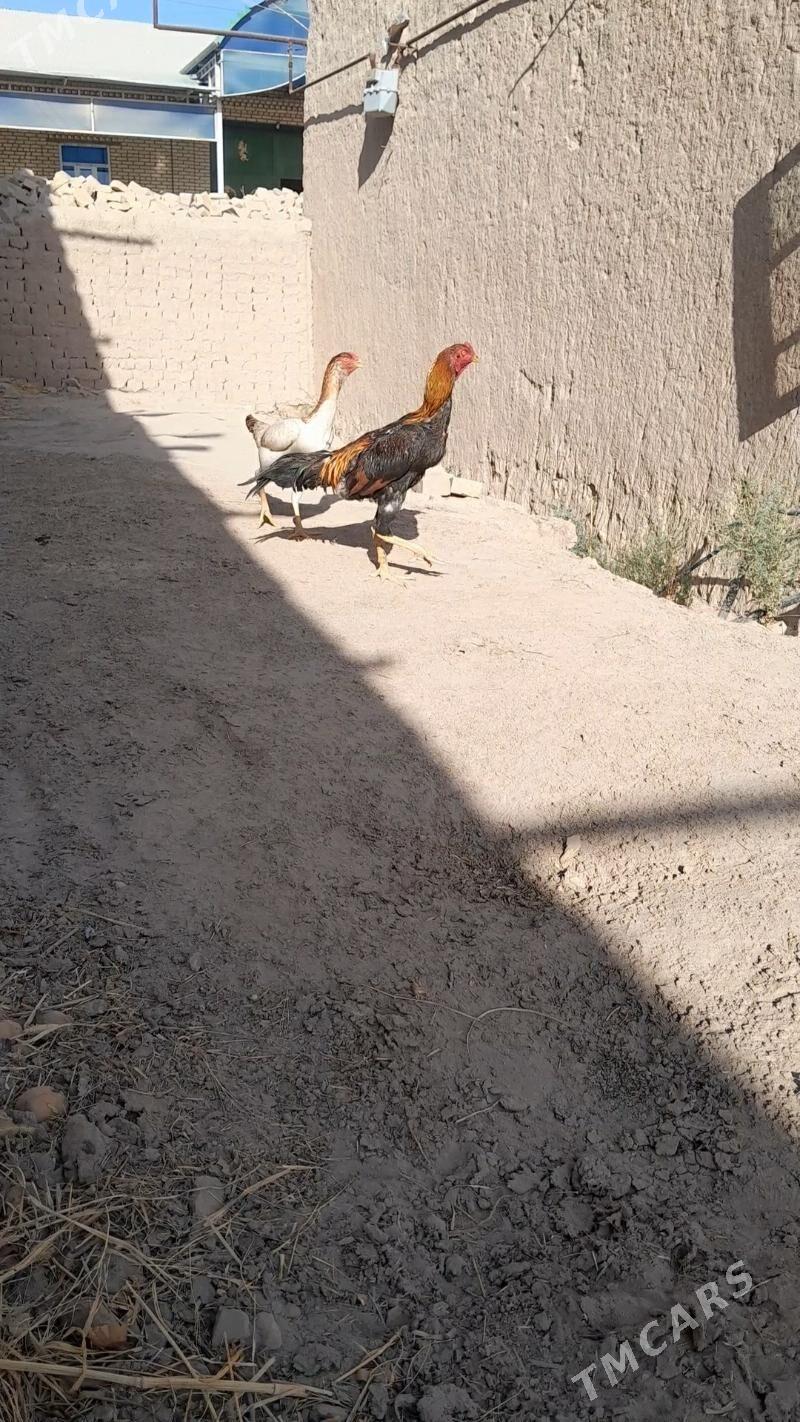 Diktäc hotz - Халач - img 4