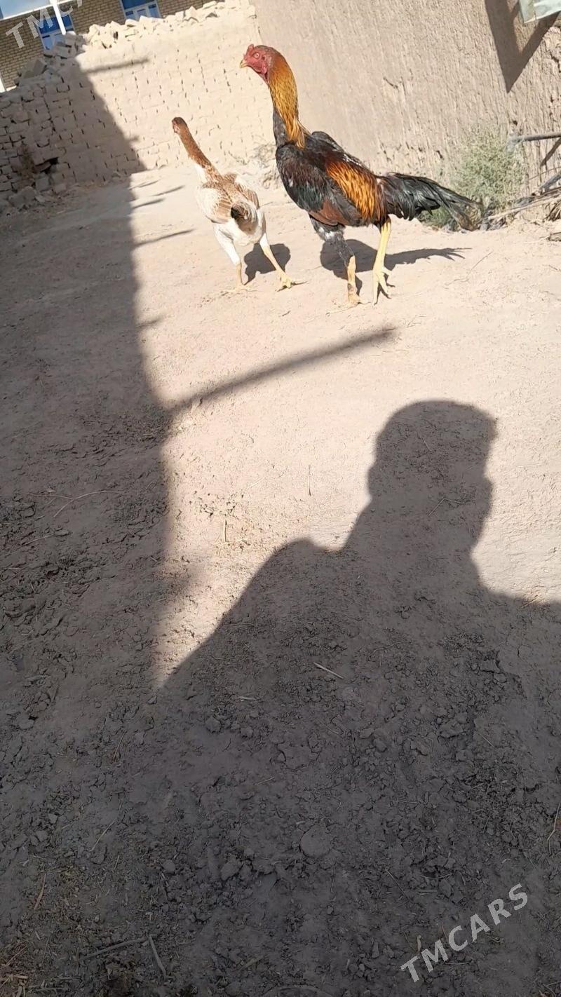 Diktäc hotz - Халач - img 1