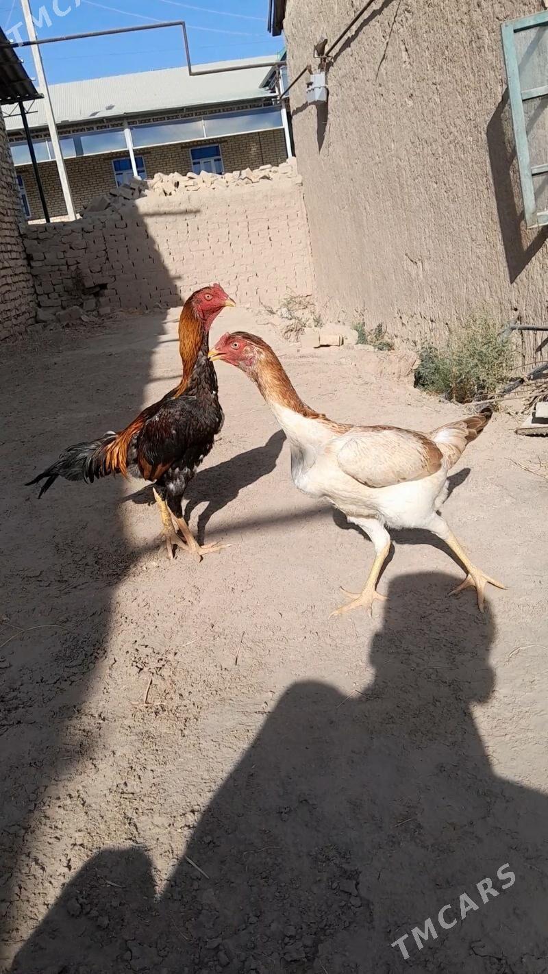 Diktäc hotz - Халач - img 5