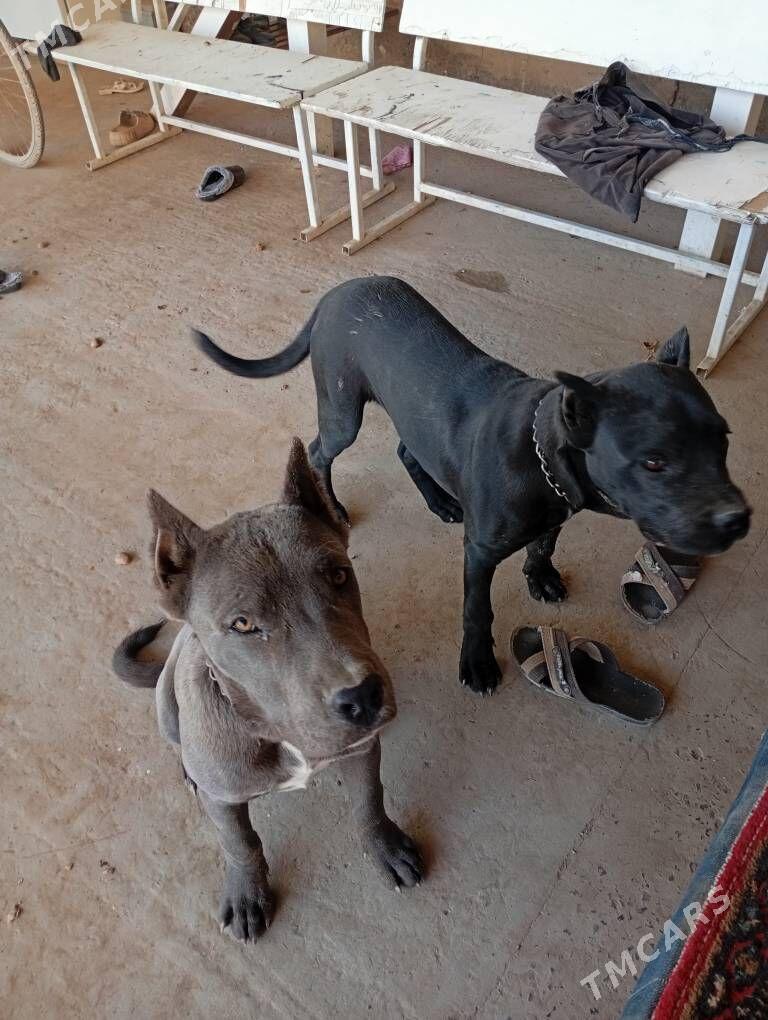 cony corsa - Dänew - img 2