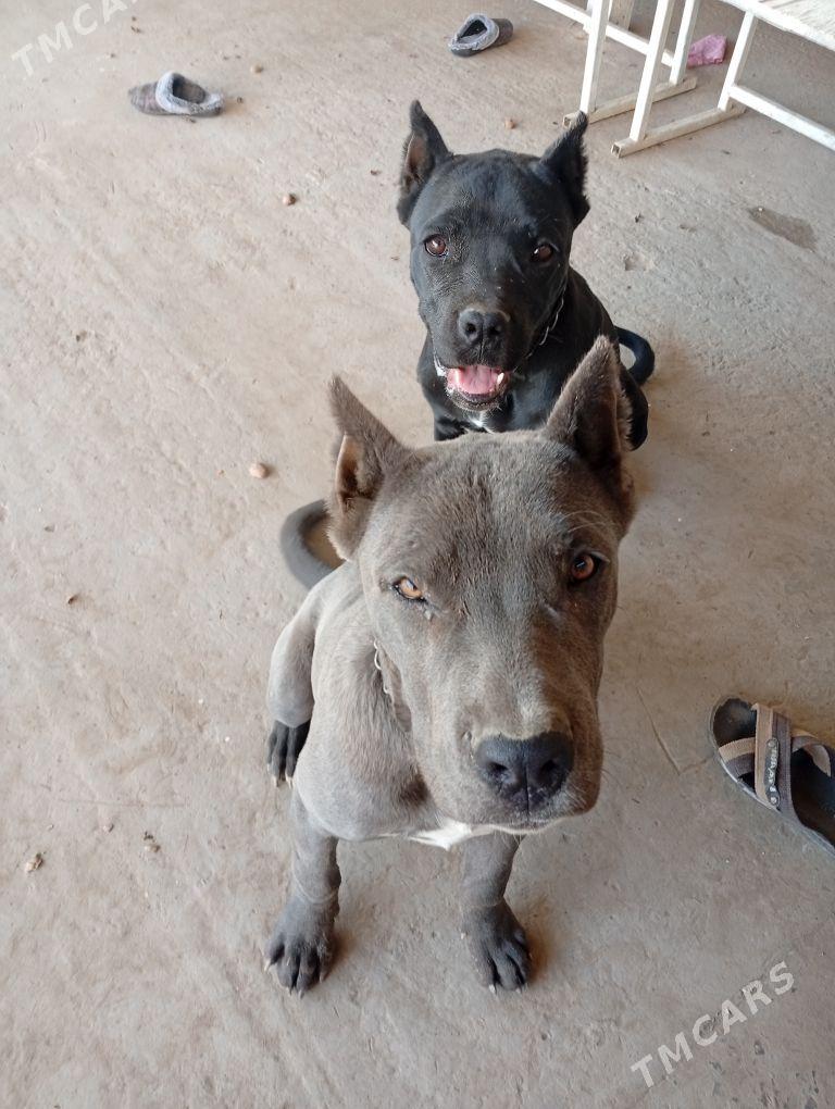 cony corsa - Dänew - img 3