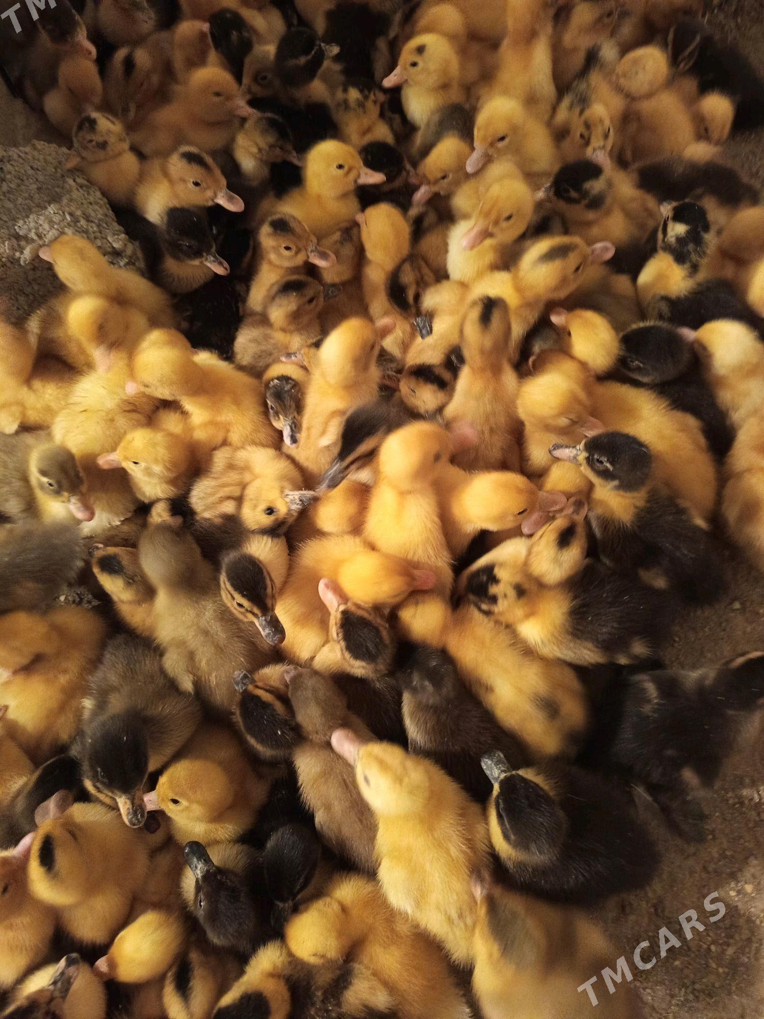 gak gak ördek - Берекет - img 1