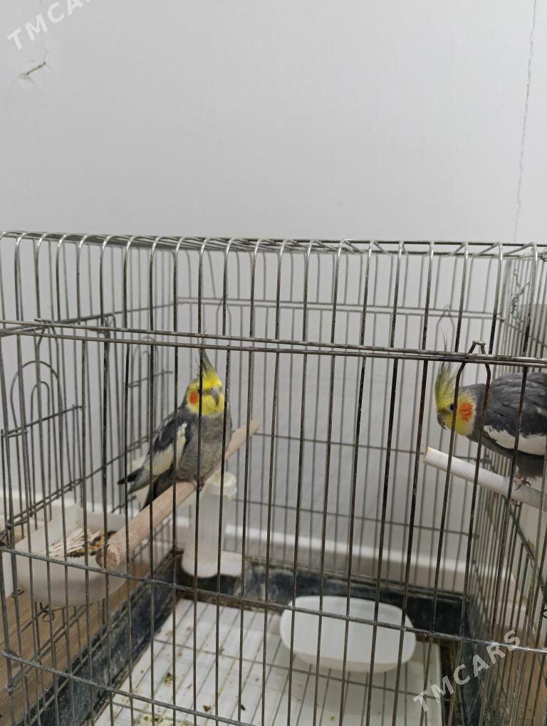 Guş - 1 мкр - img 1