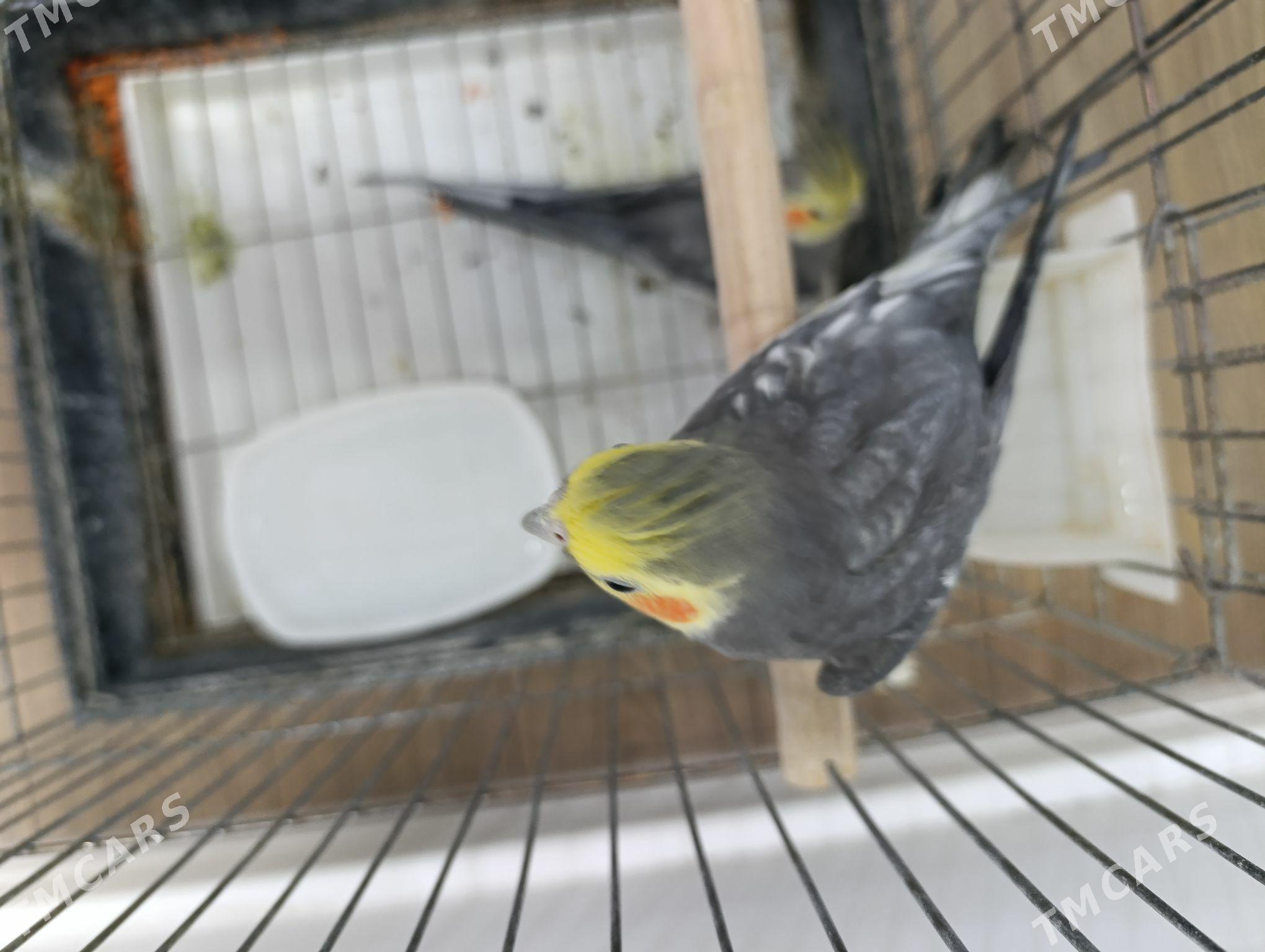 Guş - 1 мкр - img 4