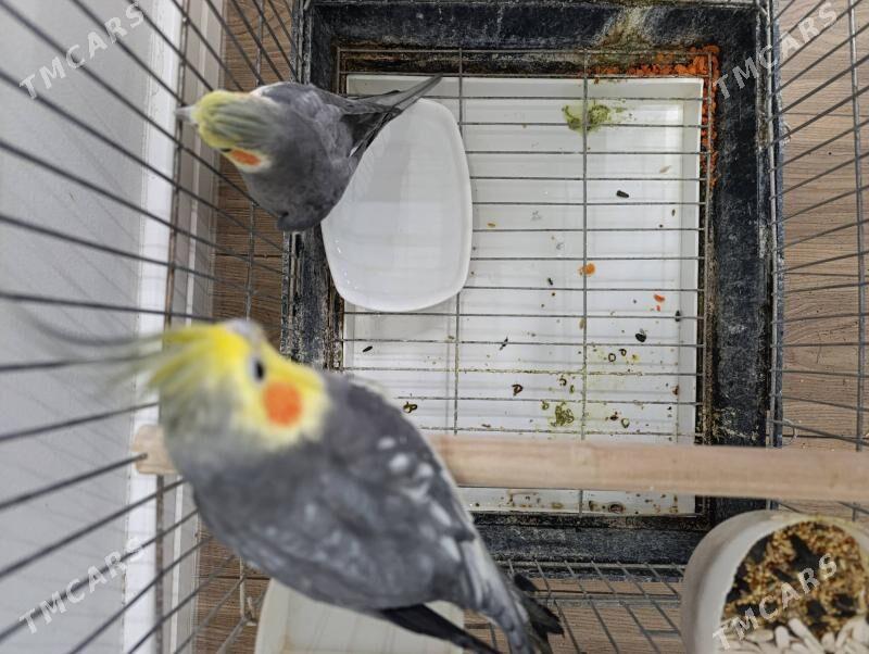 Guş - 1 мкр - img 3