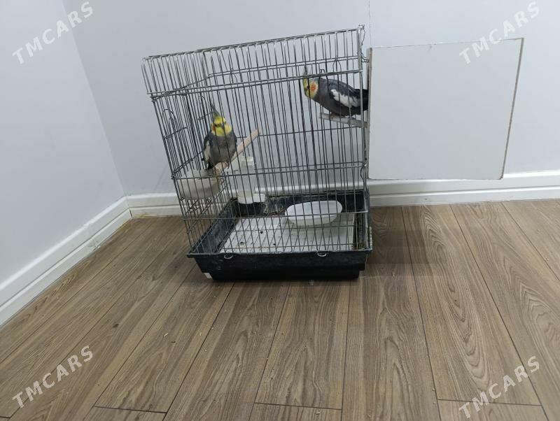 Guş - 1 мкр - img 2