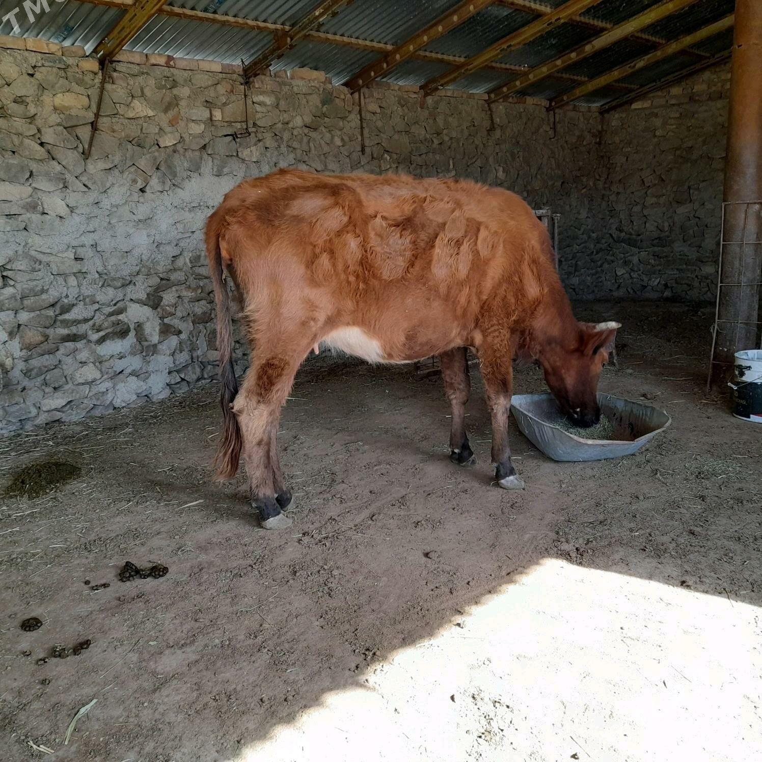 sygyr goleli - Берекет - img 1