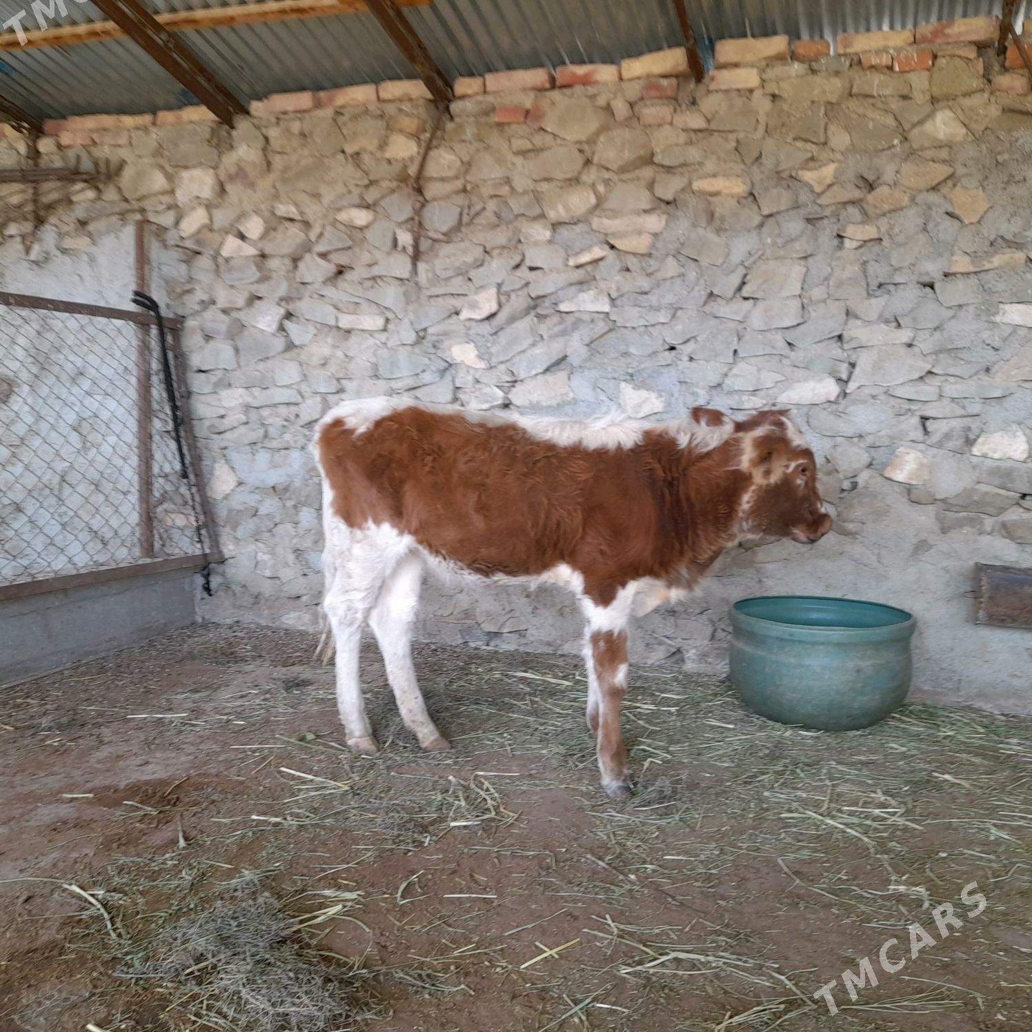 sygyr goleli - Берекет - img 2