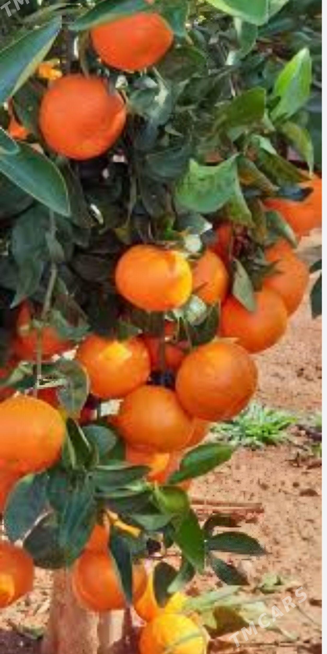 TURK NAHAL MANDALIN - Änew - img 3