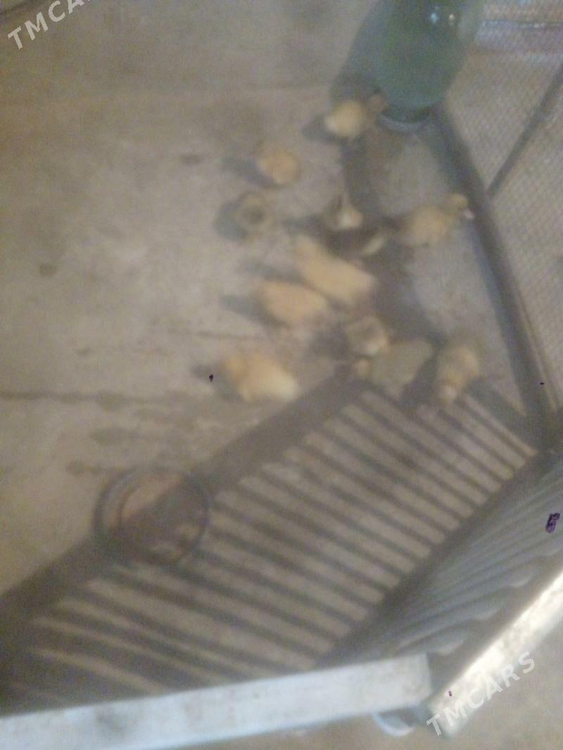 ordek juje - Балканабат - img 3