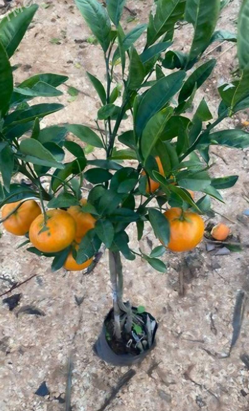 TURK NAHAL MANDALIN - Änew - img 6