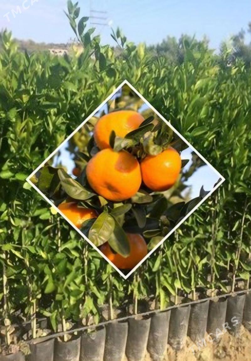 TURK NAHAL MANDALIN - Änew - img 5