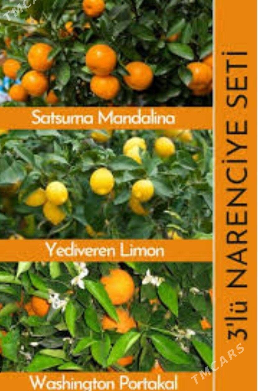 TURK NAHAL MANDALIN - Änew - img 2