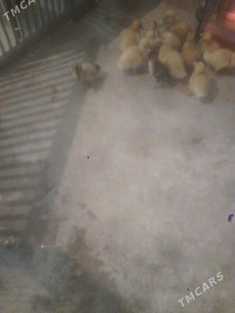 ordek juje - Балканабат - img 1