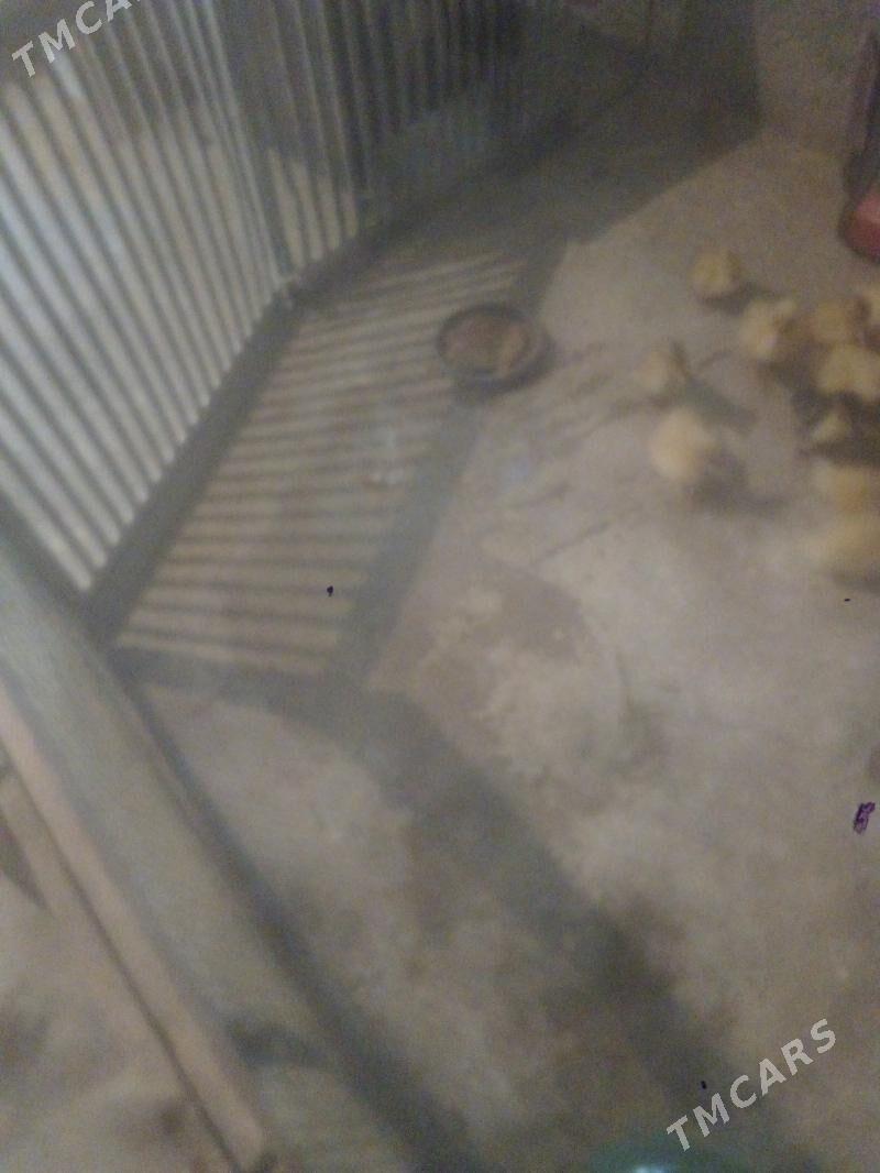 ordek juje - Балканабат - img 2