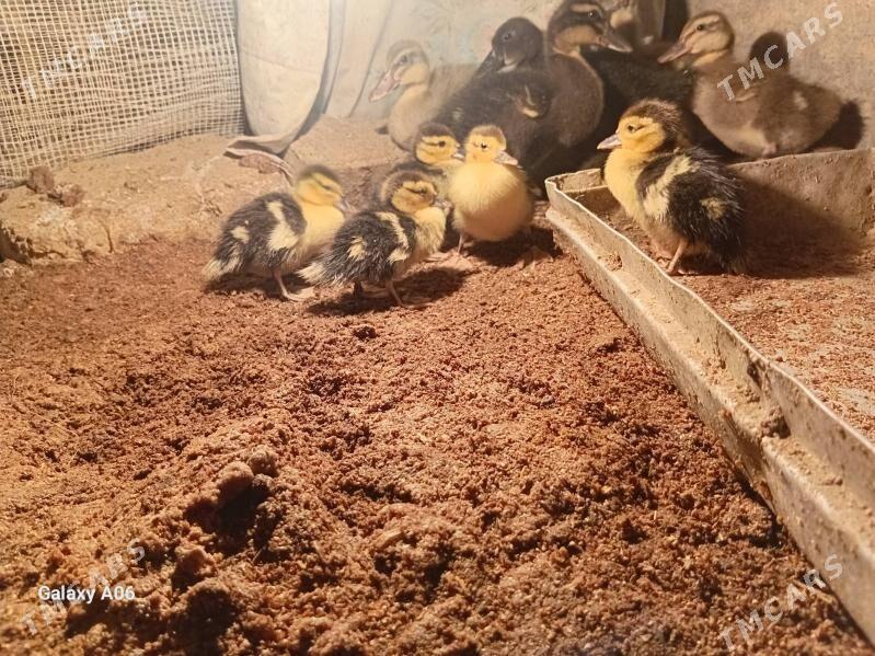 Indautga - Мары - img 1