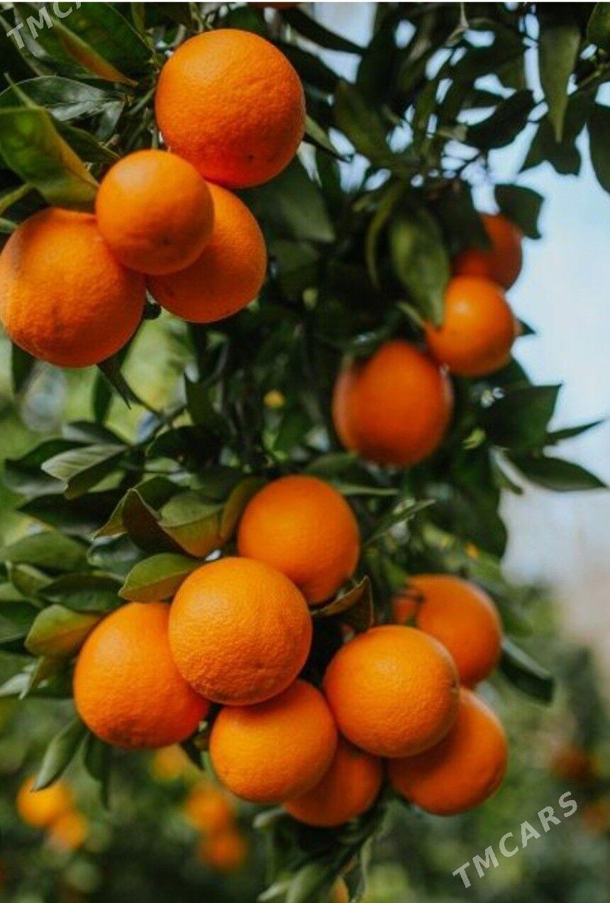 TURK NAHAL APELSIN - Änew - img 2