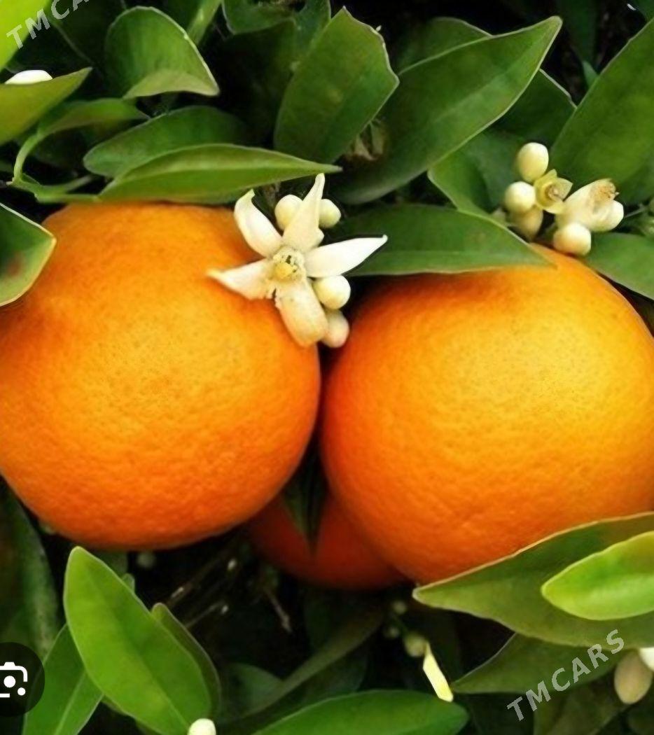 TURK NAHAL APELSIN - Änew - img 1